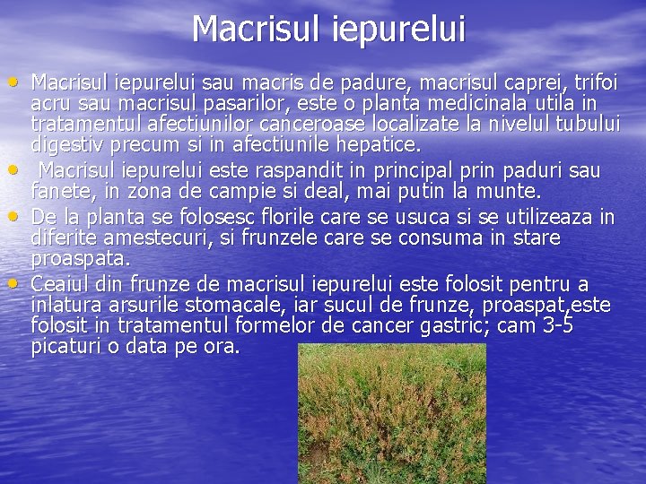 Macrisul iepurelui • Macrisul iepurelui sau macris de padure, macrisul caprei, trifoi • •