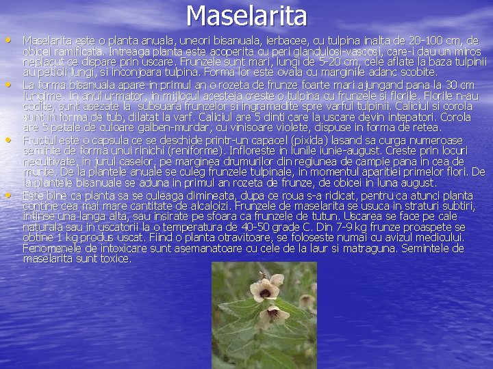 Maselarita • Maselarita este o planta anuala, uneori bisanuala, ierbacee, cu tulpina inalta de