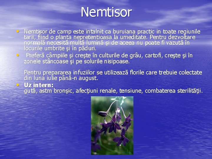 Nemtisor • Nemtisor de camp este intalnit ca buruiana practic in toate regiunile •