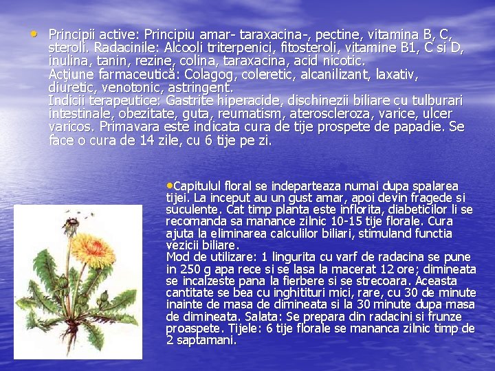  • Principii active: Principiu amar taraxacina , pectine, vitamina B, C, steroli. Radacinile: