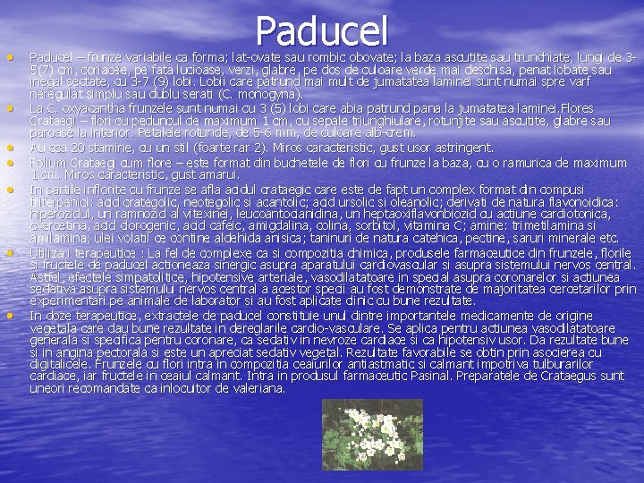  • • Paducel – frunze variabile ca forma; lat ovate sau rombic obovate;