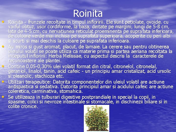 Roinita • Roinita frunzele recoltate in timpul infloririi. Ele sunt petiolate, ovoide. cu •