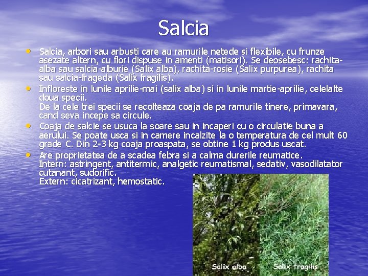 Salcia • Salcia, arbori sau arbusti care au ramurile netede si flexibile, cu frunze