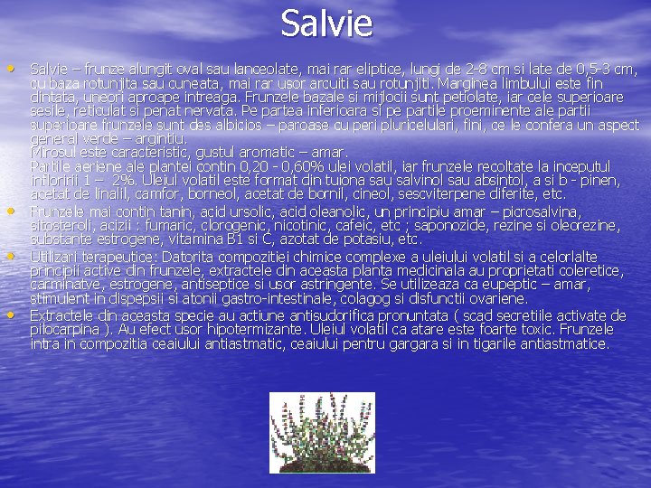 Salvie • Salvie – frunze alungit oval sau lanceolate, mai rar eliptice, lungi de