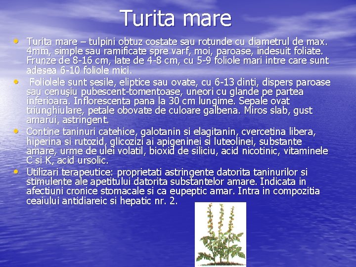 Turita mare • Turita mare – tulpini obtuz costate sau rotunde cu diametrul de