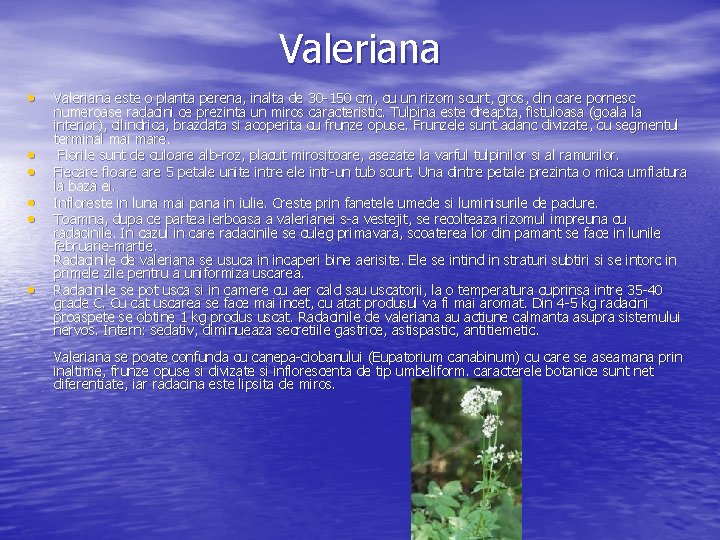 Valeriana • • • Valeriana este o planta perena, inalta de 30 150 cm,