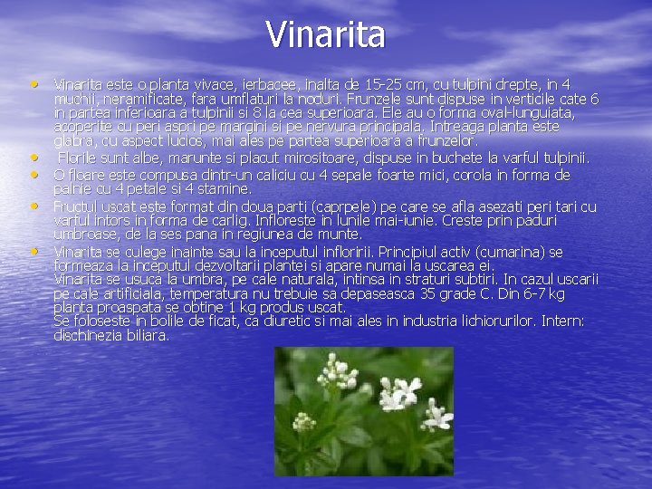 Vinarita • Vinarita este o planta vivace, ierbacee, inalta de 15 25 cm, cu