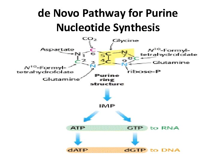 Nucleotide Metabolism Pyrimidine Met Purine Met Learning Objectives