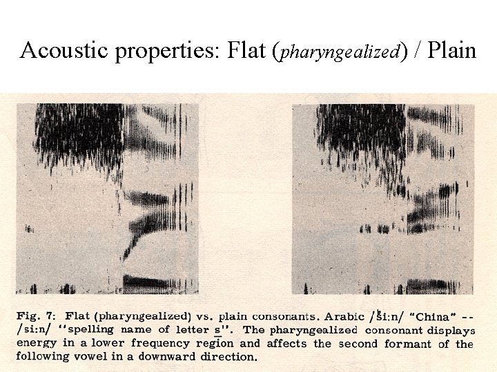 Acoustic properties: Flat (pharyngealized) / Plain Acoustic properties: Flat (pharyngealized) / Plain