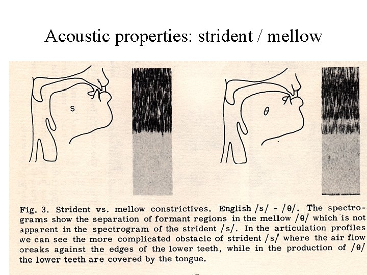 Acoustic properties: strident / mellow Acoustic properties: strident / mellow