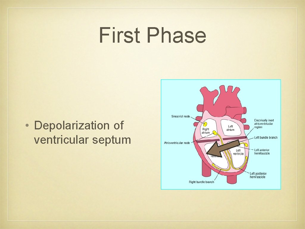 First Phase • Depolarization of ventricular septum 