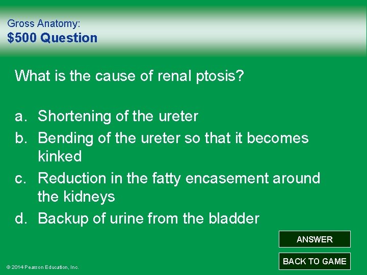 Gross Anatomy: $500 Question What is the cause of renal ptosis? a. Shortening of