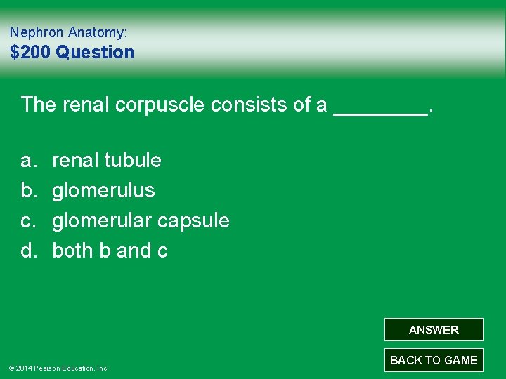 Nephron Anatomy: $200 Question The renal corpuscle consists of a ____. a. b. c.