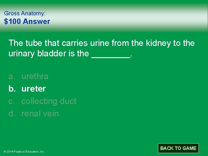 Gross Anatomy: $100 Answer The tube that carries urine from the kidney to the