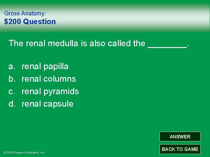 Gross Anatomy: $200 Question The renal medulla is also called the ____. a. b.