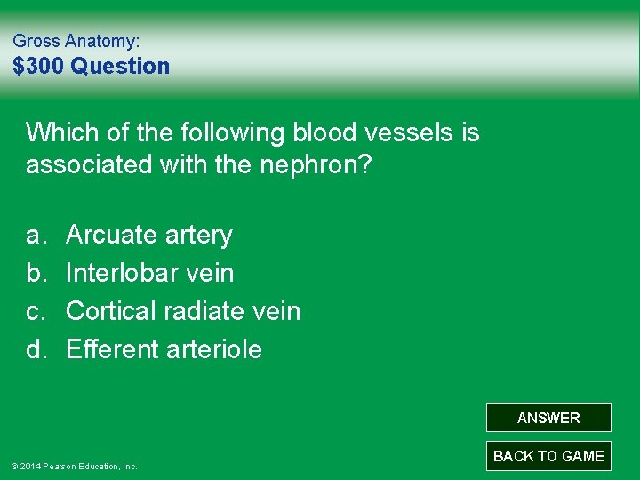 Gross Anatomy: $300 Question Which of the following blood vessels is associated with the