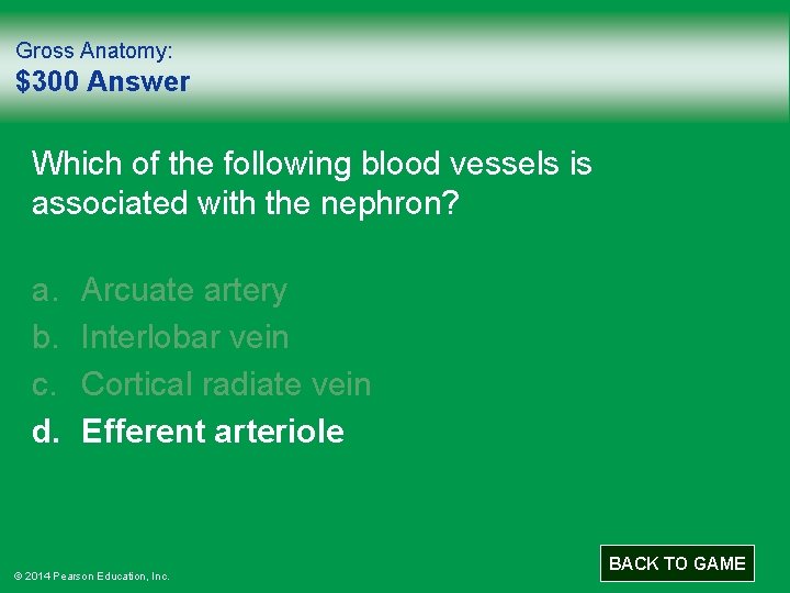 Gross Anatomy: $300 Answer Which of the following blood vessels is associated with the