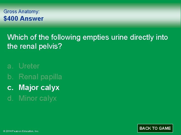 Gross Anatomy: $400 Answer Which of the following empties urine directly into the renal