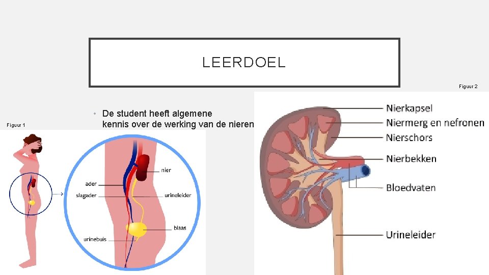 LEERDOEL Figuur 2 Figuur 1 • De student heeft algemene kennis over de werking