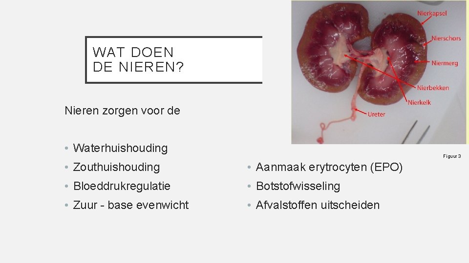 WAT DOEN DE NIEREN? Nieren zorgen voor de • Waterhuishouding Figuur 3 • Zouthuishouding