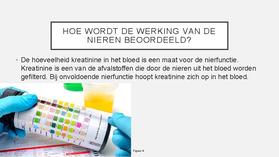 HOE WORDT DE WERKING VAN DE NIEREN BEOORDEELD? • De hoeveelheid kreatinine in het