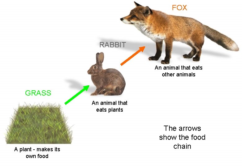 FOX RABBIT An animal that eats other animals GRASS An animal that eats plants