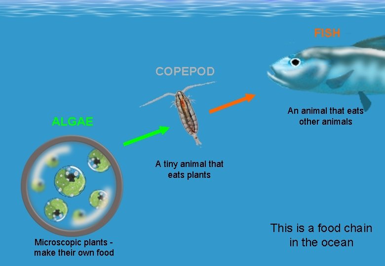 FISH COPEPOD Out in the ocean, there is no grass or trees ALGAE An