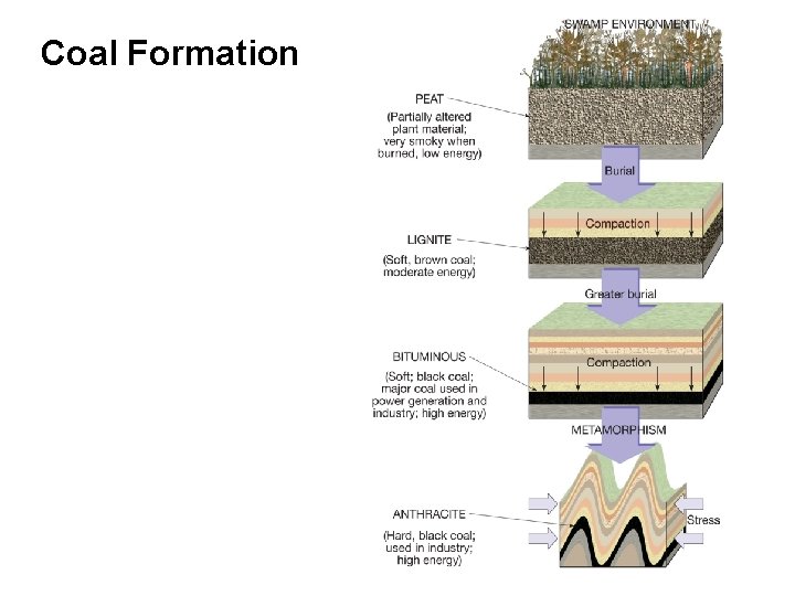 Coal Formation 