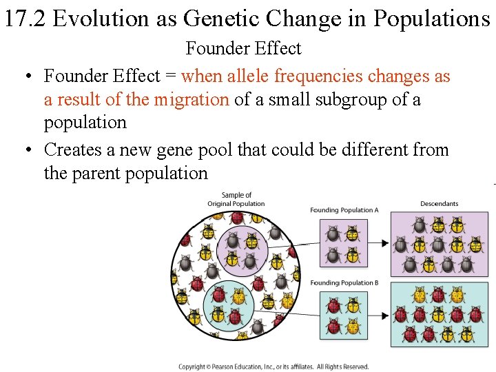 17. 2 Evolution as Genetic Change in Populations Founder Effect • Founder Effect =