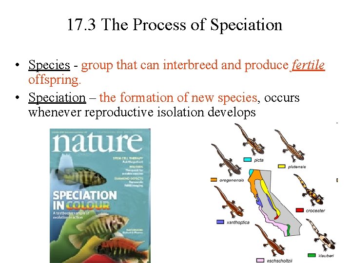 17. 3 The Process of Speciation • Species - group that can interbreed and