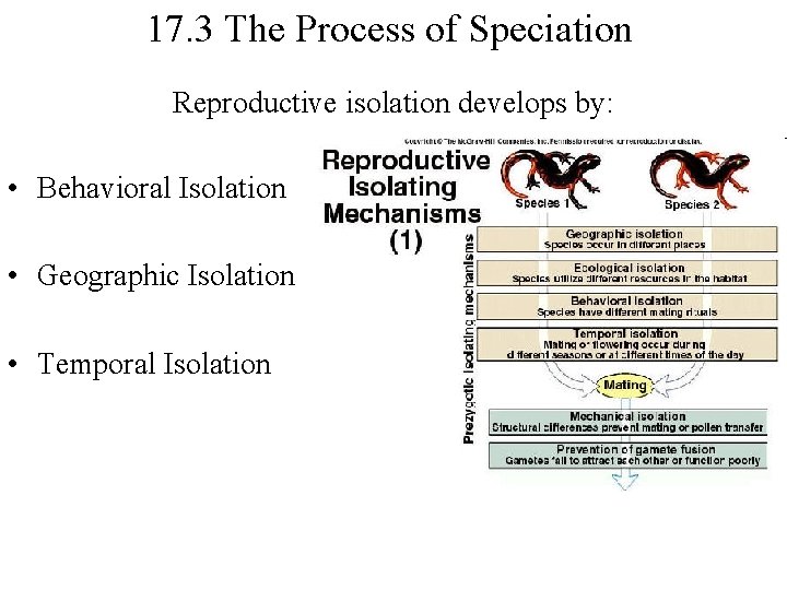 17. 3 The Process of Speciation Reproductive isolation develops by: • Behavioral Isolation •
