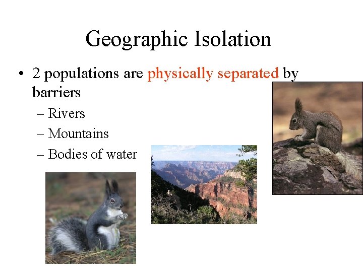 Geographic Isolation • 2 populations are physically separated by barriers – Rivers – Mountains