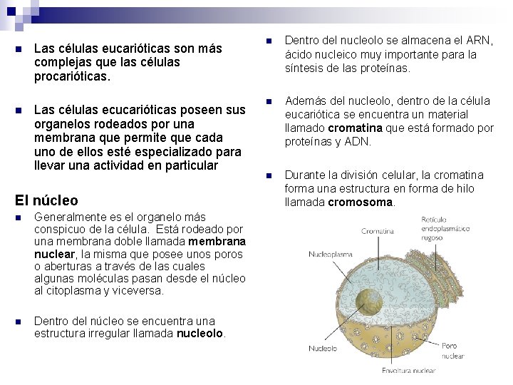 n n Las células eucarióticas son más complejas que las células procarióticas. Las células