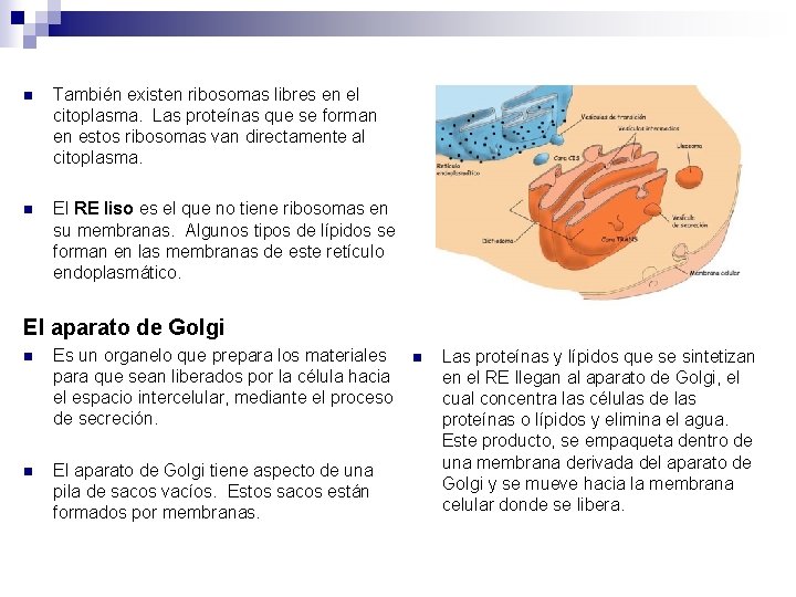 n También existen ribosomas libres en el citoplasma. Las proteínas que se forman en