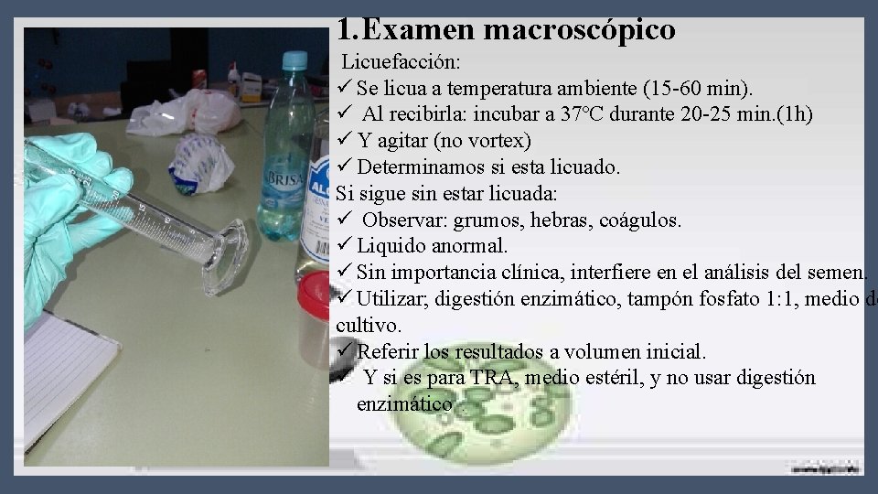 1. Examen macroscópico Licuefacción: ü Se licua a temperatura ambiente (15 -60 min). ü