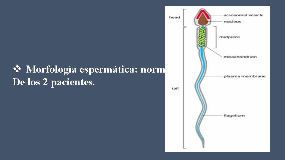 v Morfología espermática: normal De los 2 pacientes. 