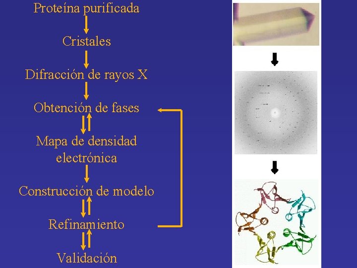 Proteína purificada Cristales Difracción de rayos X Obtención de fases Mapa de densidad electrónica