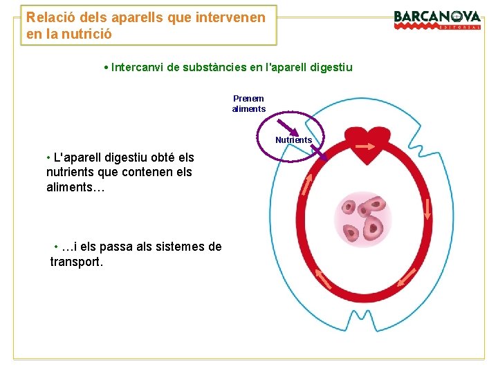 Relació dels aparells que intervenen en la nutrició • Intercanvi de substàncies en l'aparell Relació dels aparells que intervenen en la nutrició • Intercanvi de substàncies en l'aparell