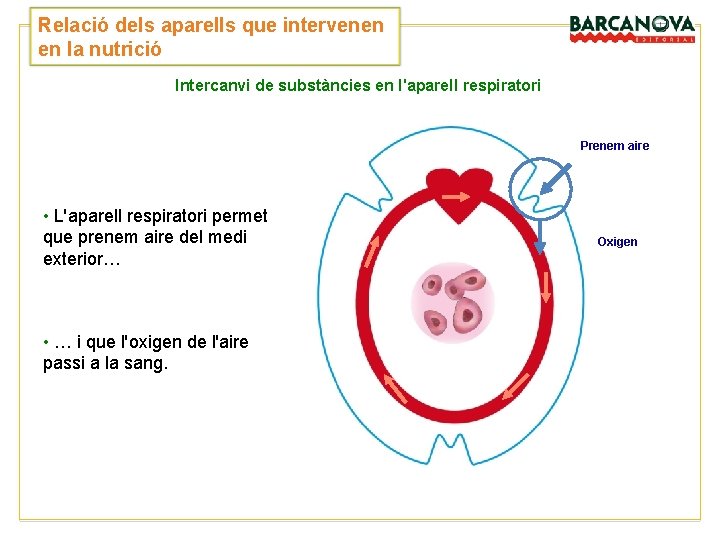 Relació dels aparells que intervenen en la nutrició Intercanvi de substàncies en l'aparell respiratori Relació dels aparells que intervenen en la nutrició Intercanvi de substàncies en l'aparell respiratori