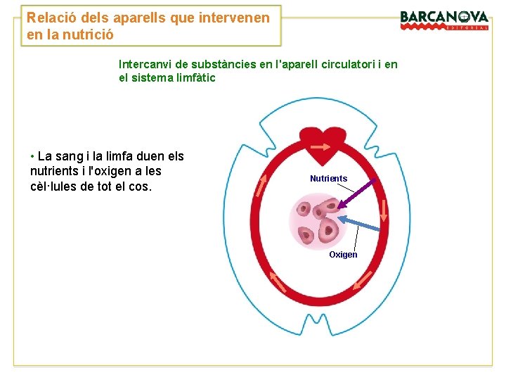 Relació dels aparells que intervenen en la nutrició Intercanvi de substàncies en l'aparell circulatori Relació dels aparells que intervenen en la nutrició Intercanvi de substàncies en l'aparell circulatori