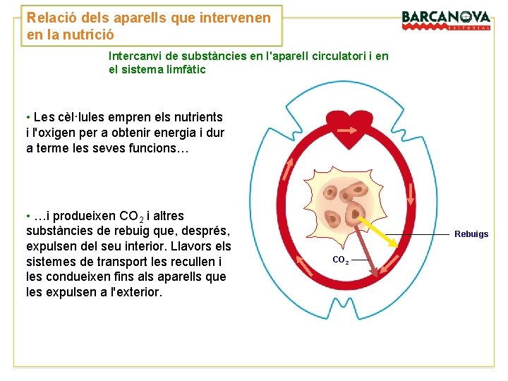Relació dels aparells que intervenen en la nutrició Intercanvi de substàncies en l'aparell circulatori Relació dels aparells que intervenen en la nutrició Intercanvi de substàncies en l'aparell circulatori