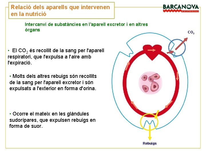 Relació dels aparells que intervenen en la nutrició Intercanvi de substàncies en l'aparell excretor Relació dels aparells que intervenen en la nutrició Intercanvi de substàncies en l'aparell excretor