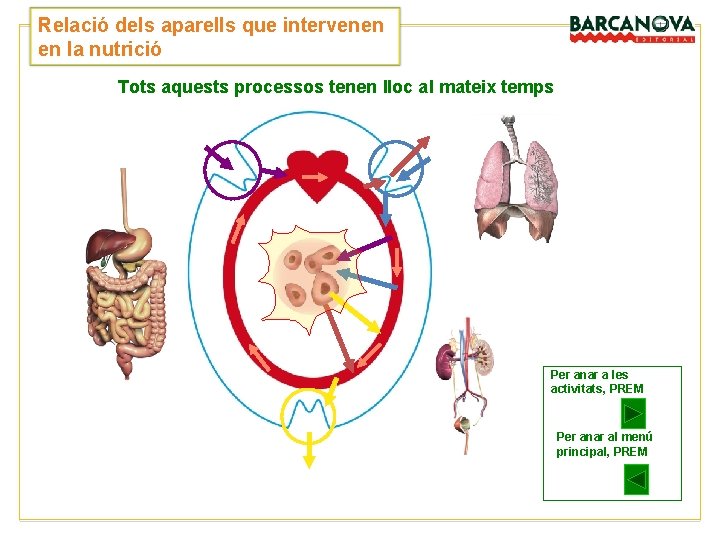 Relació dels aparells que intervenen en la nutrició Tots aquests processos tenen lloc al Relació dels aparells que intervenen en la nutrició Tots aquests processos tenen lloc al