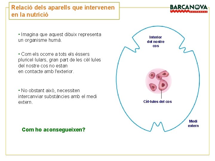 Relació dels aparells que intervenen en la nutrició • Imagina que aquest dibuix representa Relació dels aparells que intervenen en la nutrició • Imagina que aquest dibuix representa