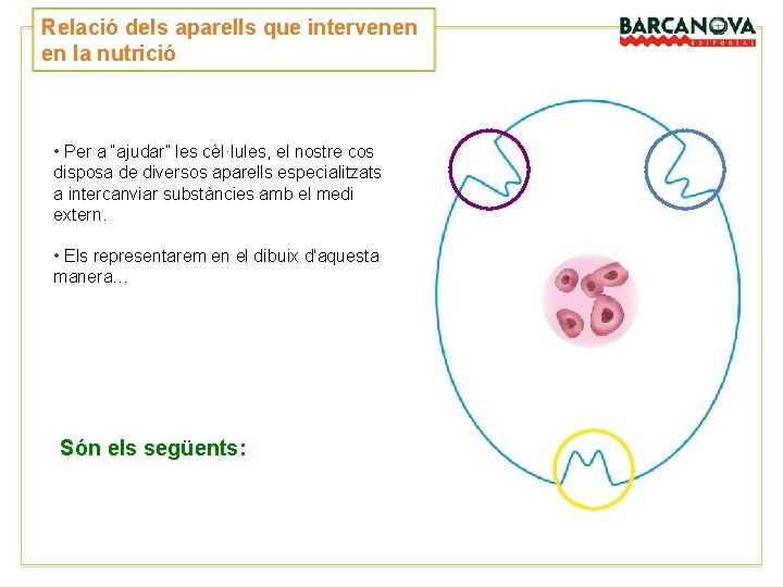 Relació dels aparells que intervenen en la nutrició • Per a “ajudar” les cèl·lules, Relació dels aparells que intervenen en la nutrició • Per a “ajudar” les cèl·lules,