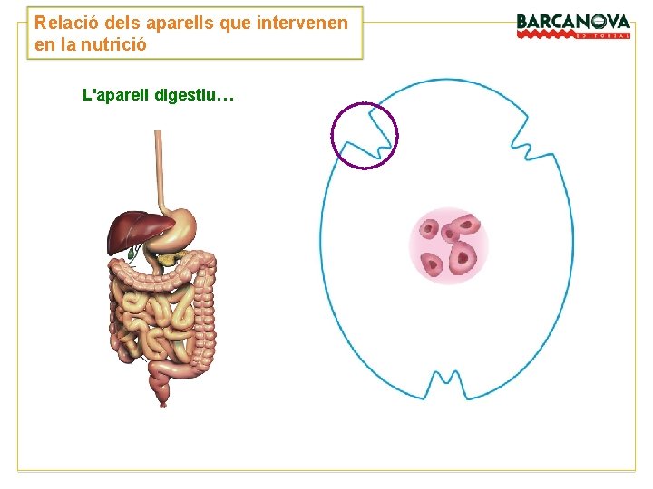 Relació dels aparells que intervenen en la nutrició L'aparell digestiu… Relació dels aparells que intervenen en la nutrició L'aparell digestiu…