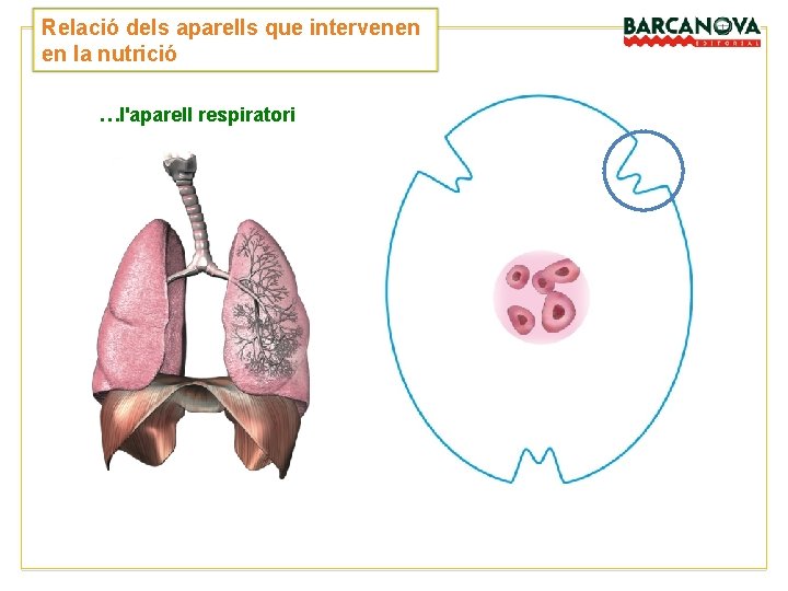 Relació dels aparells que intervenen en la nutrició …l'aparell respiratori Relació dels aparells que intervenen en la nutrició …l'aparell respiratori