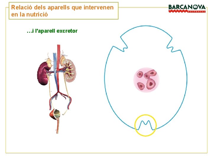 Relació dels aparells que intervenen en la nutrició …i l'aparell excretor Relació dels aparells que intervenen en la nutrició …i l'aparell excretor