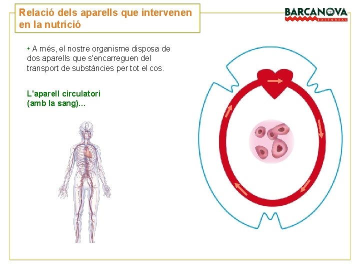 Relació dels aparells que intervenen en la nutrició • A més, el nostre organisme Relació dels aparells que intervenen en la nutrició • A més, el nostre organisme