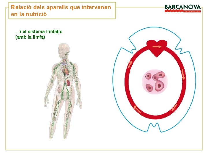 Relació dels aparells que intervenen en la nutrició …i el sistema limfàtic (amb la Relació dels aparells que intervenen en la nutrició …i el sistema limfàtic (amb la